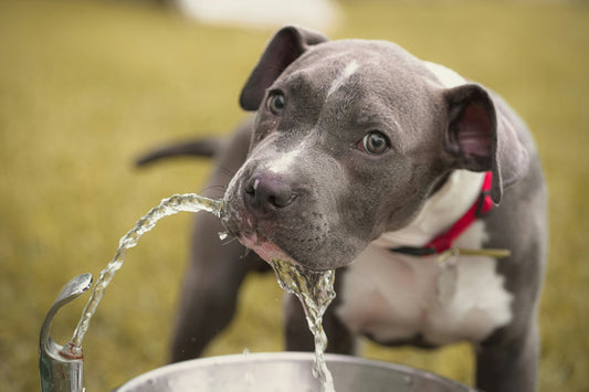 Why Is My Dog Not Drinking Enough Water? (And How to Fix It)