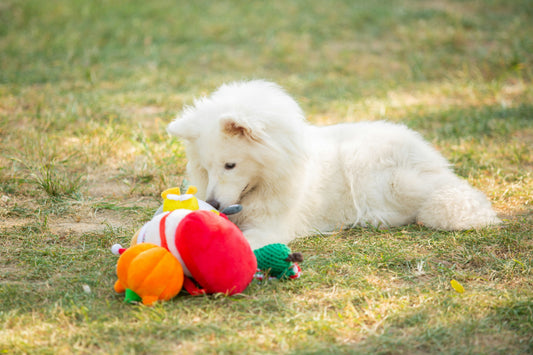 Why Does My Dog Ignore Their Toys?