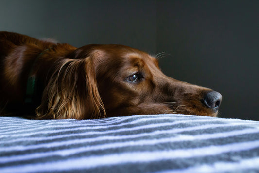 Is Your Dog Stressed? 7 Signs You Might Be Missing